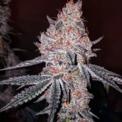Strawberry OG Cookies R1 Cannabis Seeds by Ethos Genetics