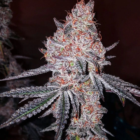 Strawberry OG Cookies R1 Cannabis Seeds by Ethos Genetics