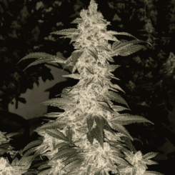 Ethos Genetics Grandpa's Cookies