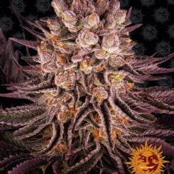 A close-up of a Mimosa x Orange Punch (F) cannabis plant with dense, colorful buds. The plant has purple leaves and orange pistils. In the lower-right corner, there is a logo featuring a smiling sun face.