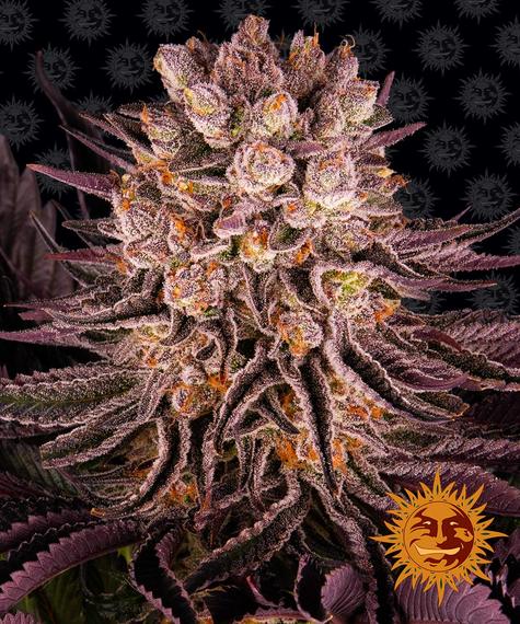 A close-up of a Mimosa x Orange Punch (F) cannabis plant with dense, colorful buds. The plant has purple leaves and orange pistils. In the lower-right corner, there is a logo featuring a smiling sun face.