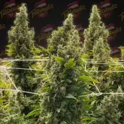 Tall, dense cannabis plants with large buds are supported by white netting against a black background featuring a "Tastebudz" logo pattern and the name Bubble Runtz (F).