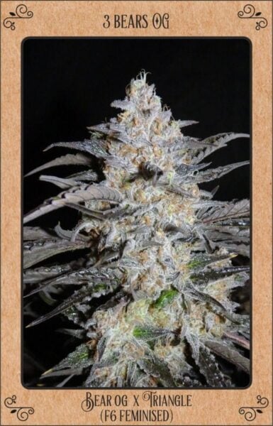 Mephisto 3 Bears OG Auto