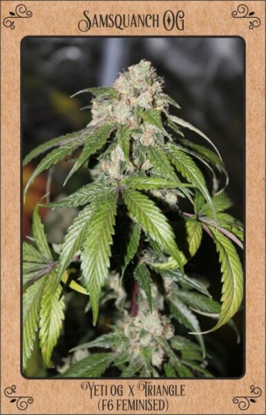 Mephisto Samsquanch OG Auto