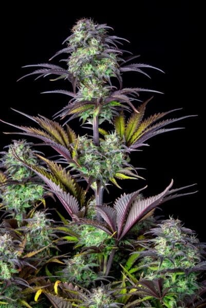 Original Auto Blueberry FastBuds