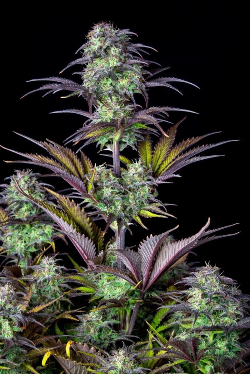 Original Auto Blueberry FastBuds