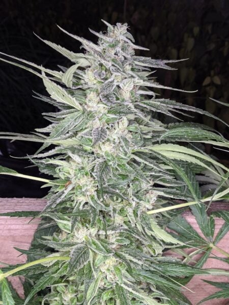 Twenty20 Mendocino Snow-G