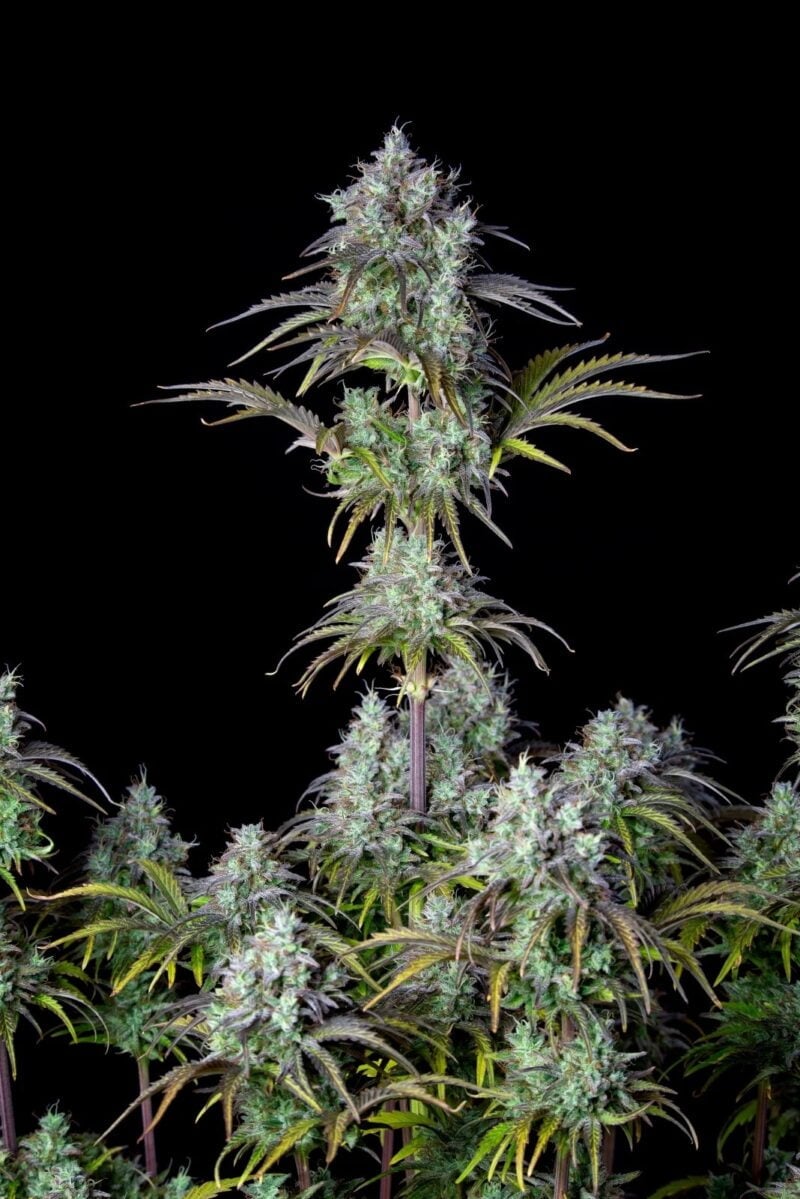Original Big Bud Auto FastBuds