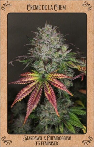 Mephisto Creme de la Chem Auto