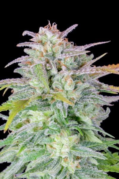 Original Afghan Kush Auto Fastbuds