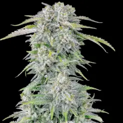 Original Afghan Kush Auto Cannabis Seeds by Fastbuds