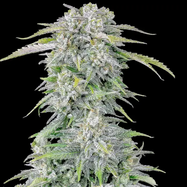 Original Afghan Kush Auto Cannabis Seeds by Fastbuds