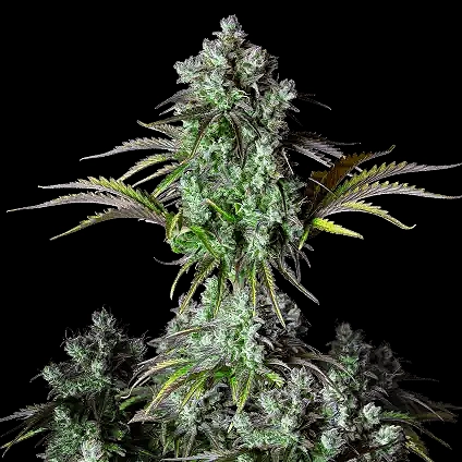 original Big Bud Auto Cannabis Seeds by Fastbuds