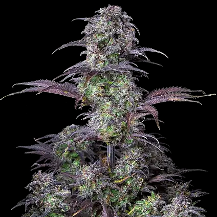 Original Blueberry Auto Cannabis Seeds by Fastbuds