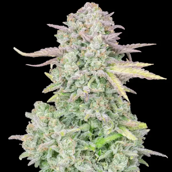 Original Trainwreck Auto Cannabis Seeds by Fastbuds