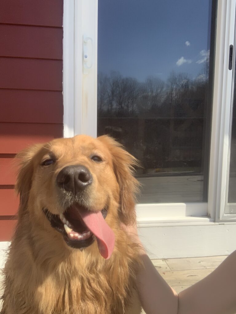 A golden retriever with its tongue out sits happily in front of a sliding glass door, with Alyssa's hand gently petting it. The background shows a red wall and a clear blue sky reflected in the glass.