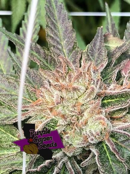 Purple Caper Black Queen Cookies