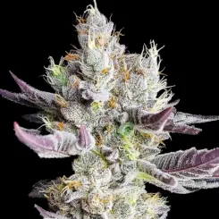 Booberry Cookies RBX Cannabis Seeds by Ethos Genetics