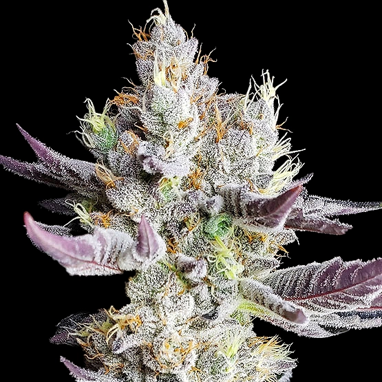Booberry Cookies RBX Cannabis Seeds by Ethos Genetics