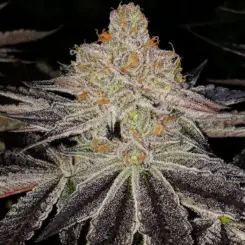 Purple Zkittlez RBX Cananbis Seeds by Ethos Genetics