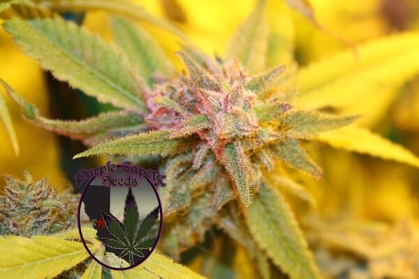 Purple Caper Seeds > Runtz Cake Auto