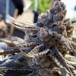Close-up of a mature Bahama Berry (F) cannabis plant with frosty trichomes, showcasing detailed leaves and buds in an outdoor setting with a blurred background.