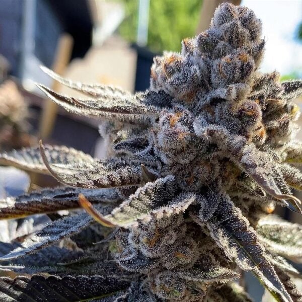 Close-up of a mature Bahama Berry (F) cannabis plant with frosty trichomes, showcasing detailed leaves and buds in an outdoor setting with a blurred background.