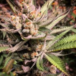 Close-up of a cannabis plant with dense, frosty buds and a mixture of green and orange hairs, surrounded by green, serrated leaves. This strain, named "The Get Down®," is a visual delight for any enthusiast.