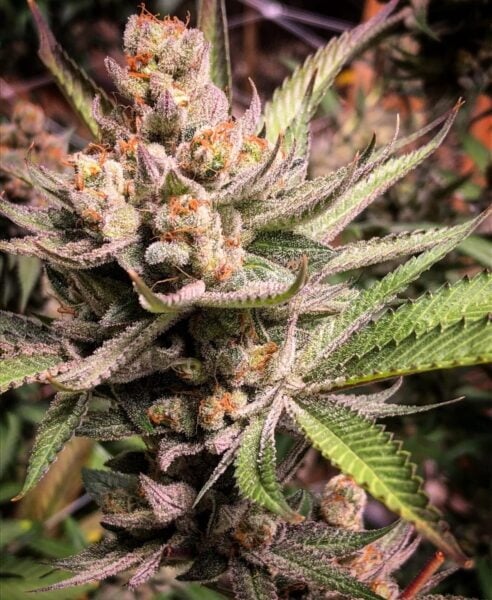 Close-up of a cannabis plant with dense, frosty buds and a mixture of green and orange hairs, surrounded by green, serrated leaves. This strain, named "The Get Down®," is a visual delight for any enthusiast.