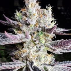 Ethos Genetics Booberry Cookies