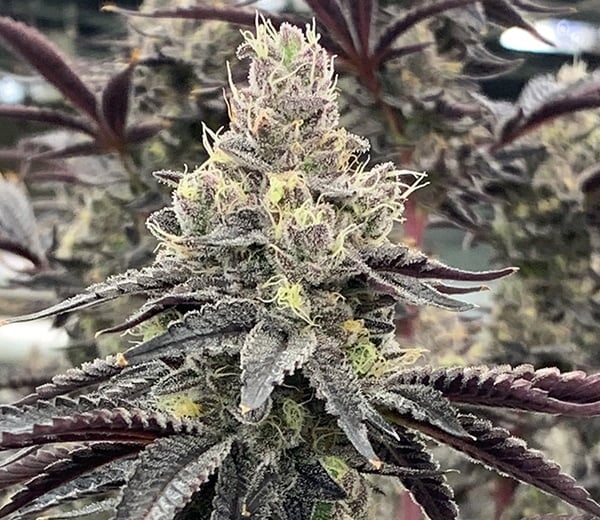 Close-up of a mature Luv Muffin (F) cannabis plant with dense, resin-covered buds and dark purple leaves, set against a blurred background of similar plants.