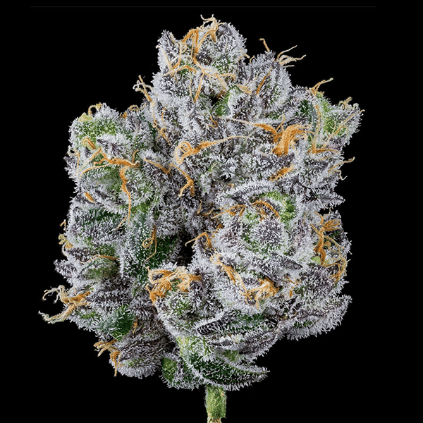 Close-up of a cannabis bud covered in frosty white trichomes with visible orange pistils, reminiscent of a Mind Flayer (F)'s tendrils, against a black background.
