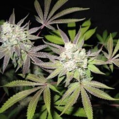 Close-up of a cannabis plant with large buds, displaying its distinctive serrated leaves covered in white trichomes, reminiscent of a dusting on Tiramisu (F).