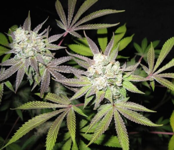 Close-up of a cannabis plant with large buds, displaying its distinctive serrated leaves covered in white trichomes, reminiscent of a dusting on Tiramisu (F).
