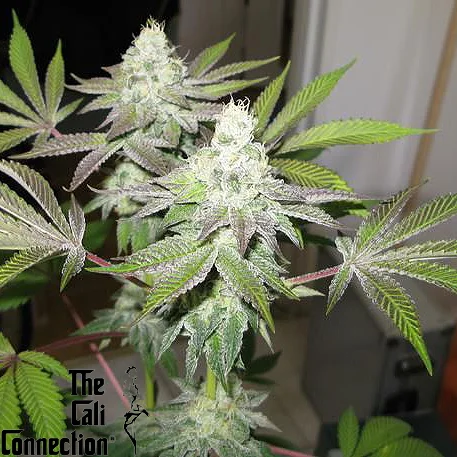 78 cannabis seeds by the cali connection