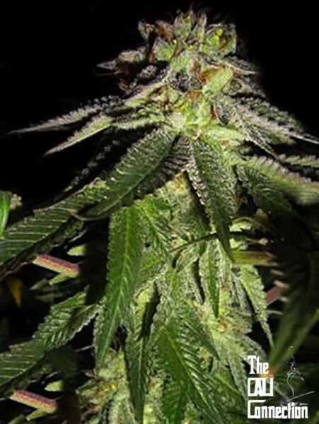 Cali Connection 818 Headband AKA Sour OG