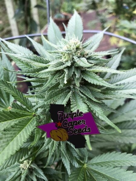 Purple Caper Apple Runtz Cake Auto