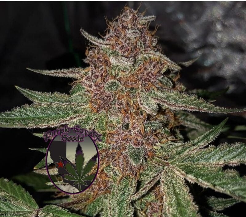 Close-up image of a cannabis plant with dense buds and trichomes. A "Purple Caper Seeds" logo is displayed at the bottom left corner, featuring a cannabis leaf inside a purple circle. This strain, Black Runtz Cake Auto (F), showcases the exquisite quality and genetic prowess of their offerings.
