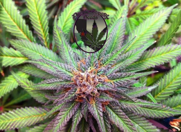 Close-up view of a cannabis plant with green and purple leaves, and a central purple bud. The "Purple Caper Seeds" logo with a cannabis leaf and a red star is superimposed in the center, highlighting the Forum Runtz Cake Auto (F) variety.