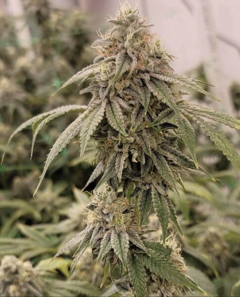 Close-up of a mature Zweet Chem (R) cannabis plant with dense buds coated in trichomes, surrounded by green leaves. Other cannabis plants are blurred in the background.