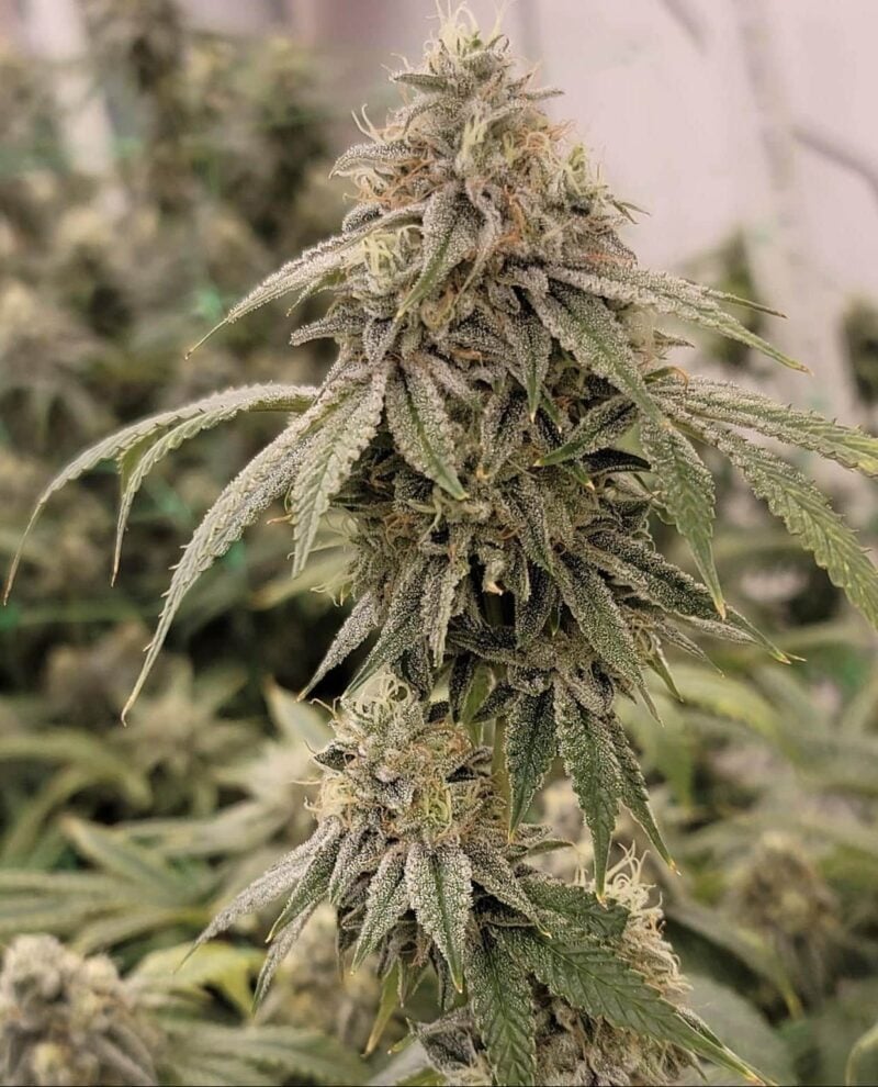 Close-up of a mature Zweet Chem (R) cannabis plant with dense buds coated in trichomes, surrounded by green leaves. Other cannabis plants are blurred in the background.