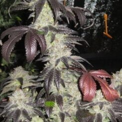 Cali Connection Black Kush