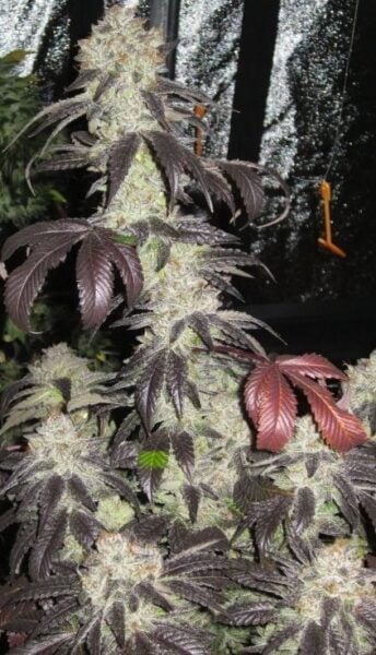 Cali Connection Black Kush
