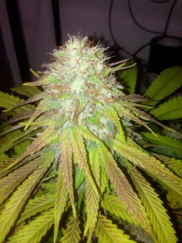 Cali Connection Boss Hog Auto