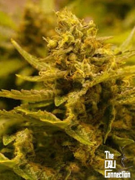 Cali Connection CBD OG