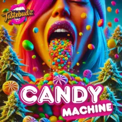 Candy Machine Formerly Reefereshers Cannabis Seeds by Tastebudz