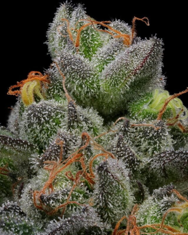Cream Caramel Humboldt Seed Co