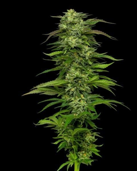 A close-up of a green Dream Queen (R) cannabis plant with dense foliage and buds, set against a black background.