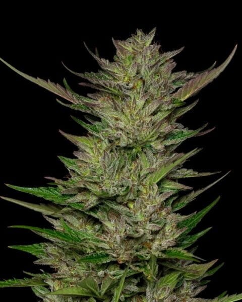 Don Carlos Humboldt Sour Diesel