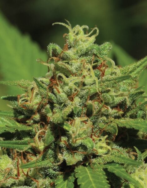 Emerald Fire OG Auto Humboldt Seed Co